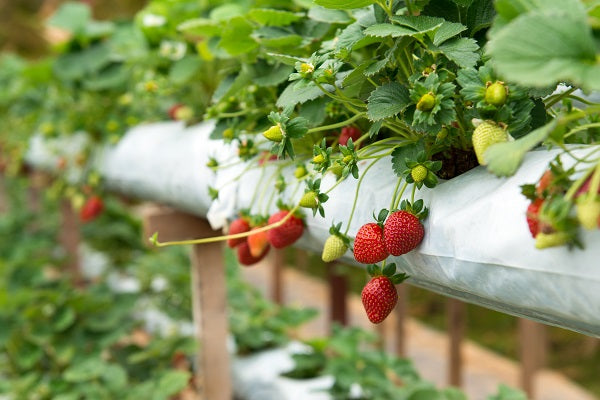 http://www.gabrielash.com/cdn/shop/articles/How-To-Grow-Strawberries-In-A-Greenhouse-1_1200x630.jpg?v=1567589799